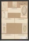 Surirella striatula Turp. (de-Toni-Nr.: Genus 53, Species 2238) Zeichnungen Sammlung Grunow Nr. 4669 (NHMW-BOT-W0372736)